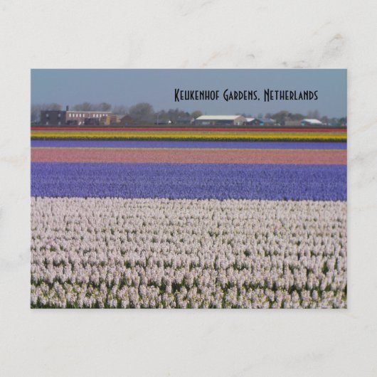 Bloemen van Nederland Briefkaart (Voorkant)