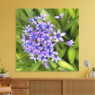 Bloemen van Portugese Squill Close-up Natuurfoto Canvas Afdruk