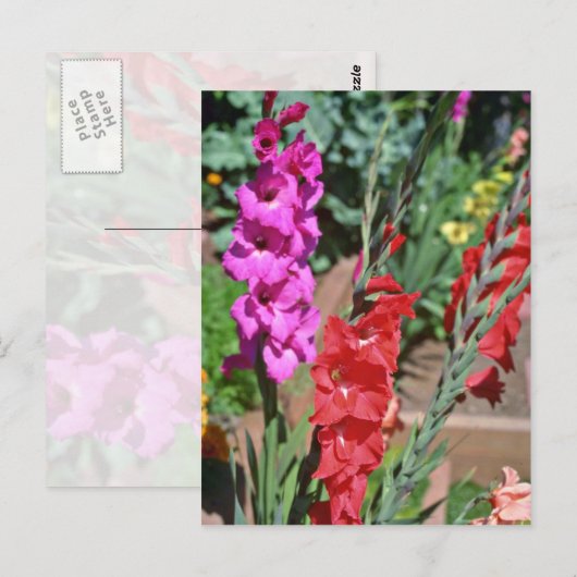 Bloemen van rode en roze gladiolus briefkaart (Voorkant / Achterkant)