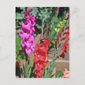Bloemen van rode en roze gladiolus briefkaart (Voorkant)