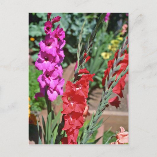 Bloemen van rode en roze gladiolus briefkaart (Voorkant)