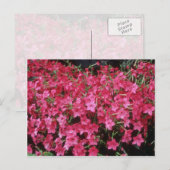 bloemen van roze bloemen (Nicotiana Alata) Briefkaart (Voorkant / Achterkant)