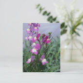 Bloemen van roze Toadflax (Linaria Maroccana) Briefkaart (Staand voorkant)