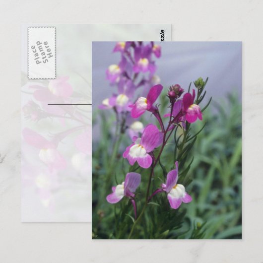 Bloemen van roze Toadflax (Linaria Maroccana) Briefkaart (Voorkant / Achterkant)