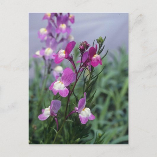 Bloemen van roze Toadflax (Linaria Maroccana) Briefkaart (Voorkant)