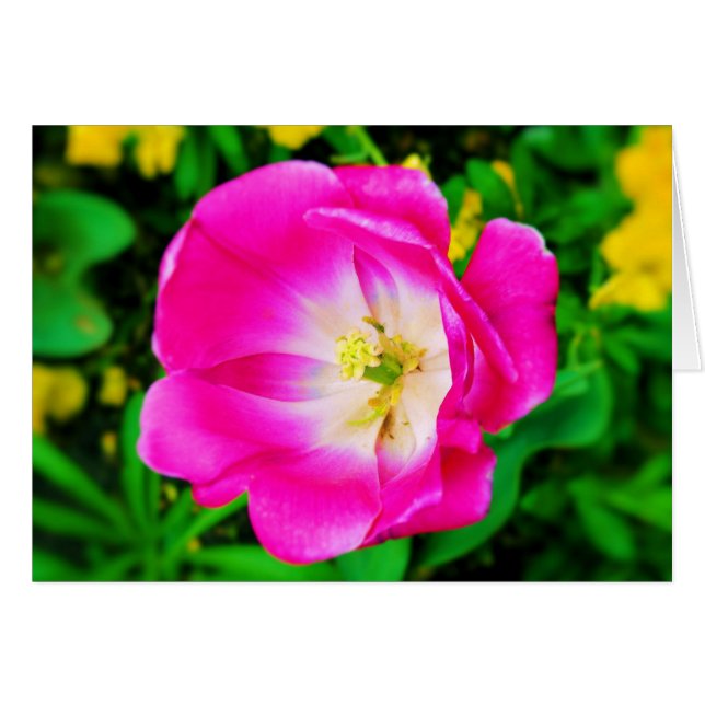 Bloemen van St. James Park, Londen - Blank Kaart (Voorkant Horizontaal)