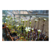 Bloemen van Venus Flytraps Foto Afdruk (Voorkant)