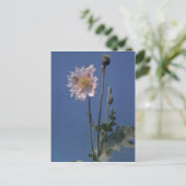 bloemen van witte opiumpapaver (Papaver Somniferum Briefkaart (Staand voorkant)