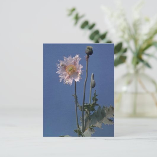 bloemen van witte opiumpapaver (Papaver Somniferum Briefkaart (Staand voorkant)