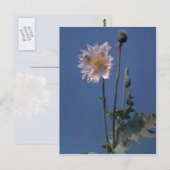 bloemen van witte opiumpapaver (Papaver Somniferum Briefkaart (Voorkant / Achterkant)