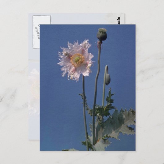 bloemen van witte opiumpapaver (Papaver Somniferum Briefkaart (Voorkant / Achterkant)