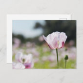 Bloemen veld met close up bloeiende lila bloem. briefkaart (Voorkant / Achterkant)