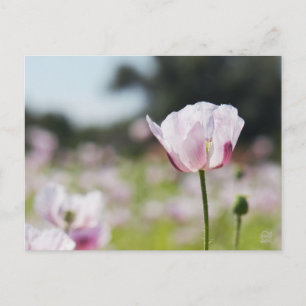 Bloemen veld met close up bloeiende lila bloem. briefkaart