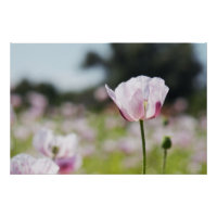 Bloemen veld met close up bloeiende lila bloem.