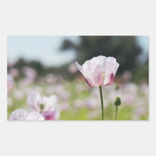 Bloemen veld met close up bloeiende lila bloem. rechthoekige sticker