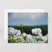 Bloemen veld, Papaver somneferum maanzaad bloem. Briefkaart (Voorkant / Achterkant)