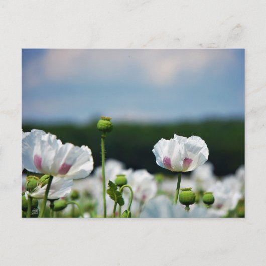 Bloemen veld, Papaver somneferum maanzaad bloem. Briefkaart (Voorkant)