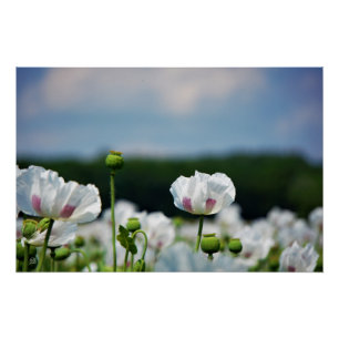 Bloemen veld, Papaver somneferum maanzaad bloem. Perfect Poster