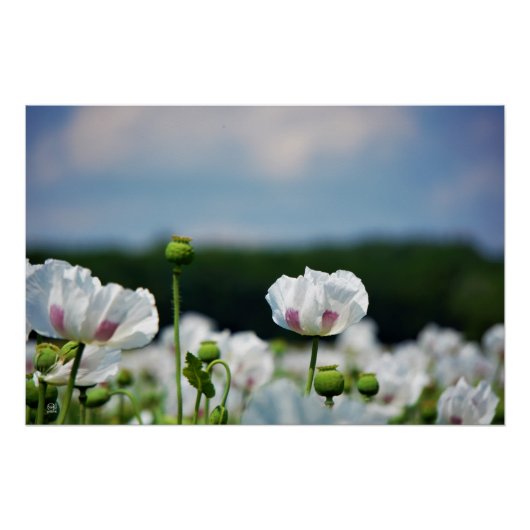 Bloemen veld, Papaver somneferum maanzaad bloem. Perfect Poster (Voorkant)