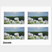 Bloemen veld, Papaver somneferum maanzaad bloem. Rechthoekige Sticker (Vel)