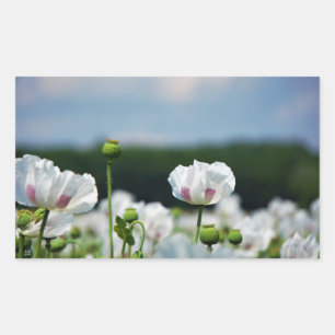 Bloemen veld, Papaver somneferum maanzaad bloem. Rechthoekige Sticker