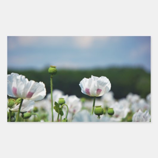 Bloemen veld, Papaver somneferum maanzaad bloem. Rechthoekige Sticker (Voorkant)