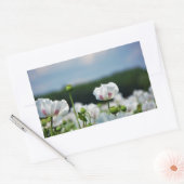Bloemen veld, Papaver somneferum maanzaad bloem. Rechthoekige Sticker (Envelop)