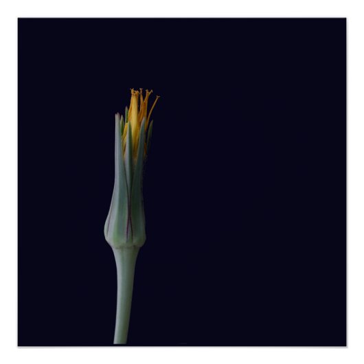 Bloemen Verborgen Schoonheid Perfect Poster (Voorkant)