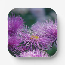 Bloemen verhalen/Aster Bloem