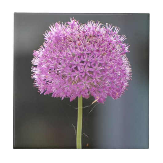 Bloemen voor allen tegeltje (Voorkant)