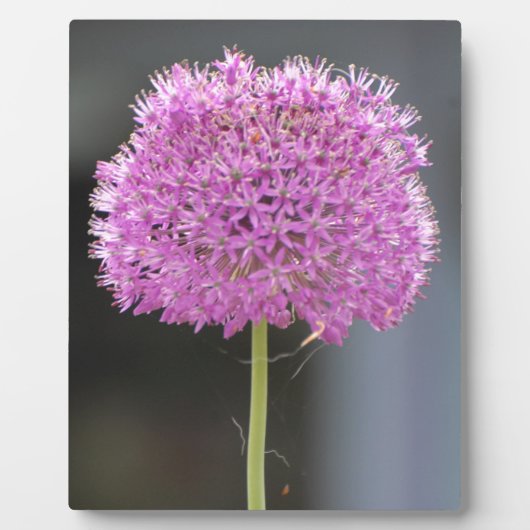 Bloemen voor Iedereen Fotoplaat (Voorkant)
