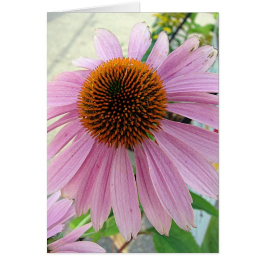 Bloemen voor verkoop (Voorkant)