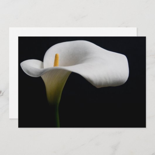Bloemen | White Calla Lily Bedankkaart (Voorkant / Achterkant)