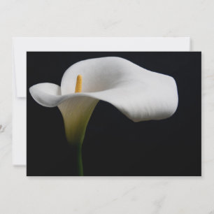 Bloemen   White Calla Lily Bedankkaart