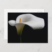 Bloemen | White Calla Lily Briefkaart (Voorkant / Achterkant)