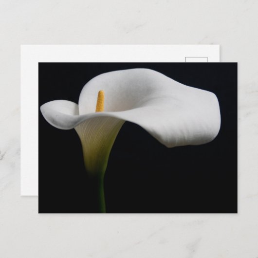 Bloemen | White Calla Lily Briefkaart (Voorkant / Achterkant)