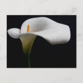 Bloemen | White Calla Lily Briefkaart (Voorkant)