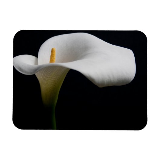 Bloemen | White Calla Lily Magneet (Horizontaal)