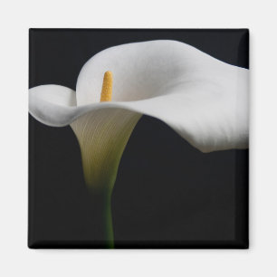 Bloemen   White Calla Lily Magneet