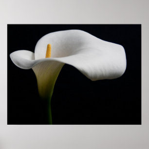 Bloemen   White Calla Lily Poster
