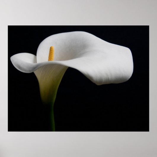 Bloemen | White Calla Lily Poster (Voorkant)