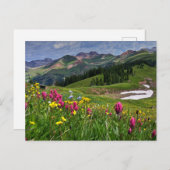 Bloemen | Wildbloemen Durango, Colorado Briefkaart (Voorkant / Achterkant)