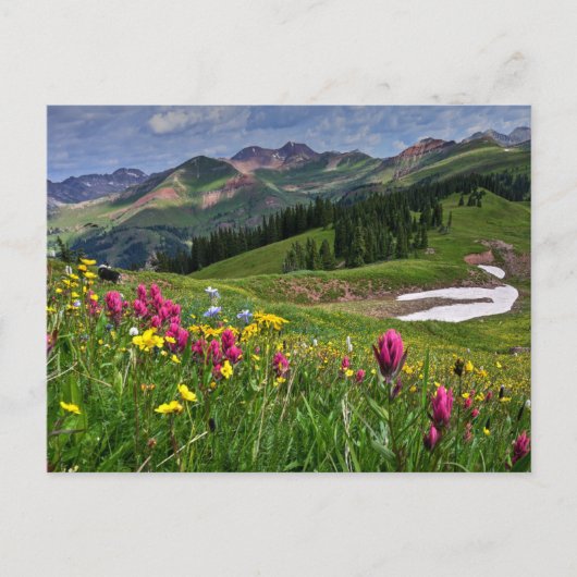 Bloemen | Wildbloemen Durango, Colorado Briefkaart (Voorkant)