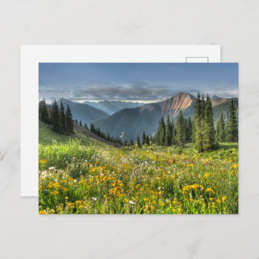 Bloemen | Wildbloemen Silverton Colorado Briefkaart (Voorkant / Achterkant)