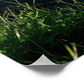 Bloemen Witte Daisy Natuur Landschap Poster (Hoek)