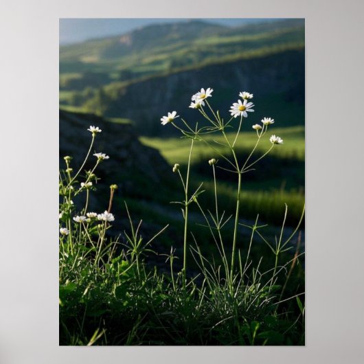 Bloemen Witte Daisy Natuur Landschap Poster (Voorkant)