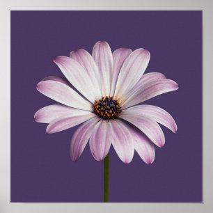 Bloemen   Witte en Paarse Daisy Poster
