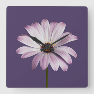 Bloemen Witte en Paarse Daisy Vierkante Klok