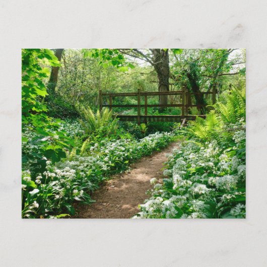 Bloemen | Witte wilde bloemen in de bossen Briefkaart (Voorkant)