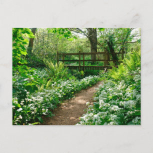 Bloemen   Witte wilde bloemen in de bossen Briefkaart